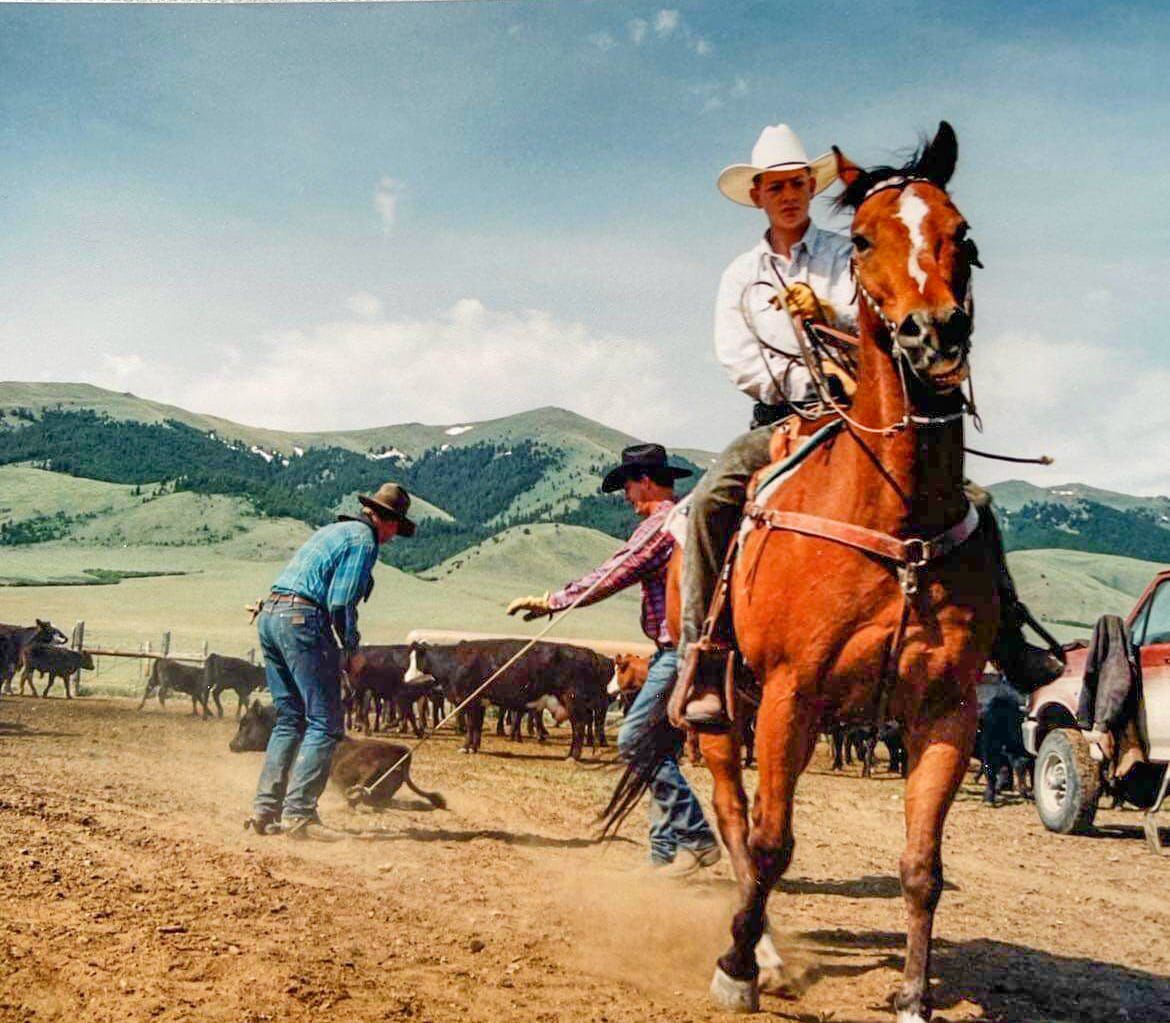 Dragging a calf